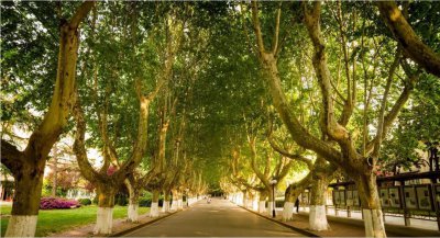 ​南京的浪漫梧桐树