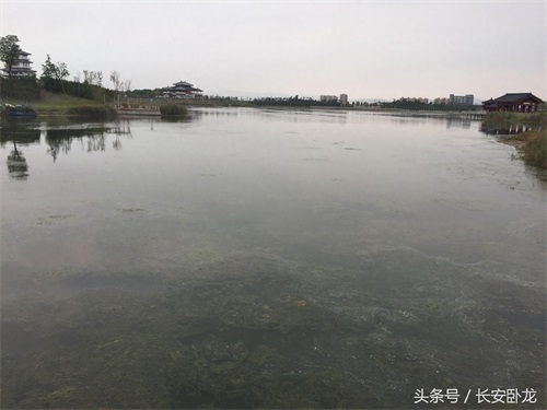 免费休闲好去处——渭南蒲城卤阳湖国家湿地公园