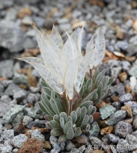 ​这种花长得像翅膀 它有一个美丽的名字“大地翅膀”