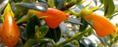 ​金鱼吊兰怎么摘心