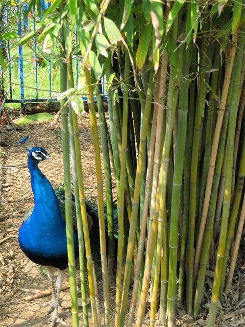 蓝孔雀又名印度孔雀,是吉祥、善良、美丽、华贵的象征