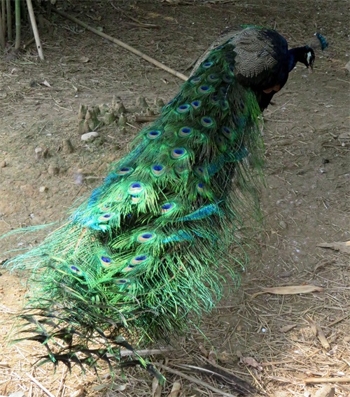 蓝孔雀又名印度孔雀,是吉祥、善良、美丽、华贵的象征