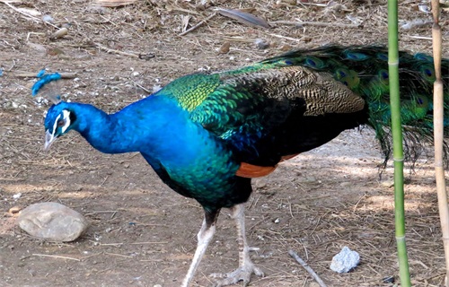 蓝孔雀又名印度孔雀,是吉祥、善良、美丽、华贵的象征
