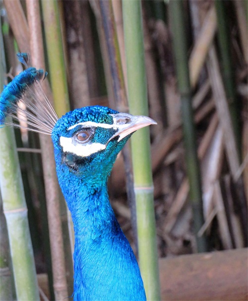 蓝孔雀又名印度孔雀,是吉祥、善良、美丽、华贵的象征