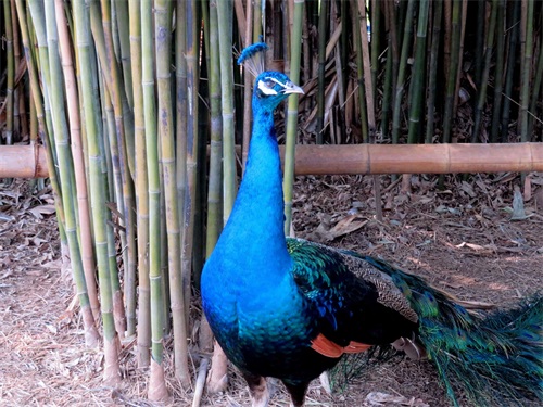 蓝孔雀又名印度孔雀,是吉祥、善良、美丽、华贵的象征