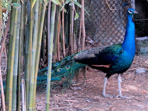 蓝孔雀又名印度孔雀,是吉祥、善良、美丽、华贵的象征