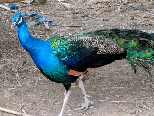 蓝孔雀又名印度孔雀,是吉祥、善良、美丽、华贵的象征