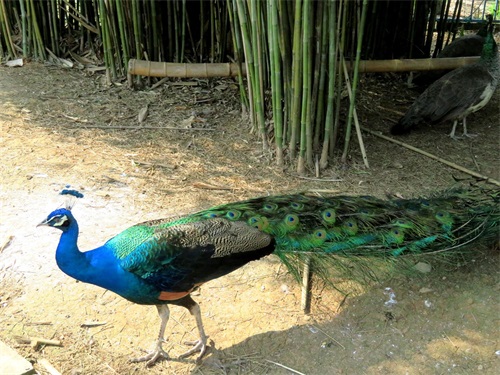 蓝孔雀又名印度孔雀,是吉祥、善良、美丽、华贵的象征