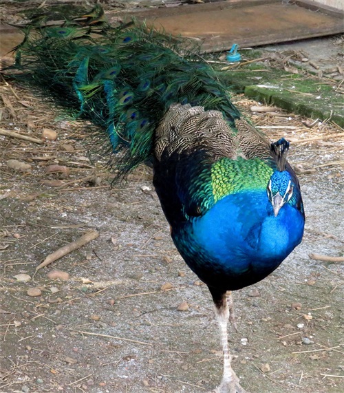 蓝孔雀又名印度孔雀,是吉祥、善良、美丽、华贵的象征