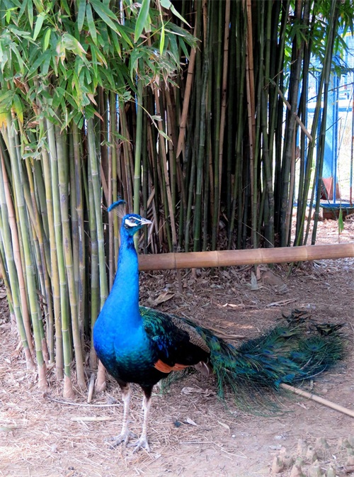 蓝孔雀又名印度孔雀,是吉祥、善良、美丽、华贵的象征