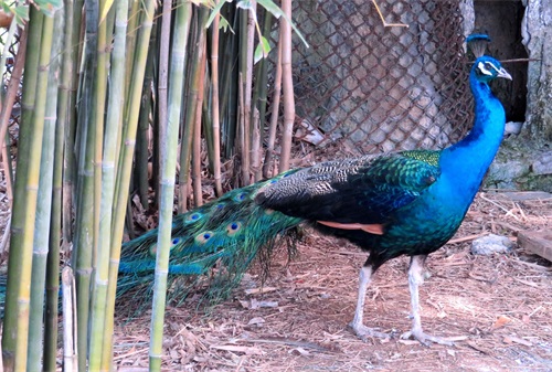 蓝孔雀又名印度孔雀,是吉祥、善良、美丽、华贵的象征