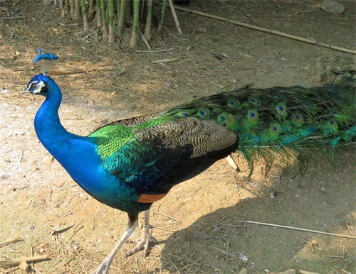 蓝孔雀又名印度孔雀,是吉祥、善良、美丽、华贵的象征