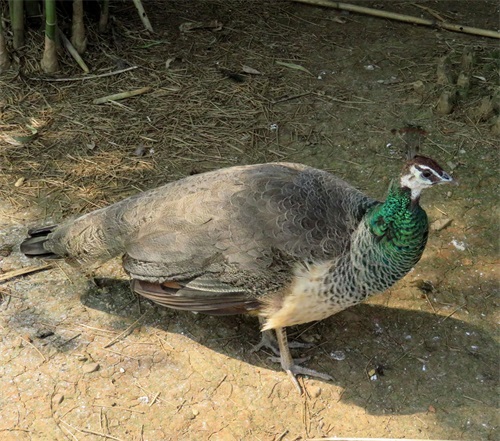 蓝孔雀又名印度孔雀,是吉祥、善良、美丽、华贵的象征