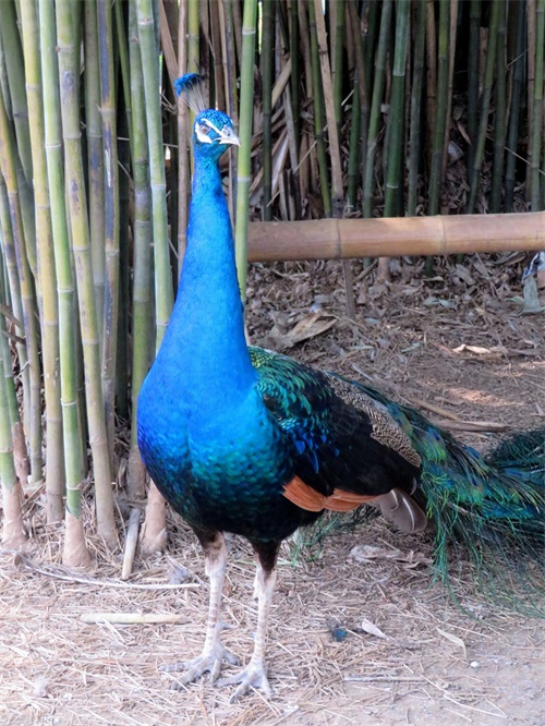 蓝孔雀又名印度孔雀,是吉祥、善良、美丽、华贵的象征
