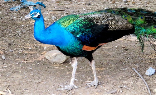 蓝孔雀又名印度孔雀,是吉祥、善良、美丽、华贵的象征