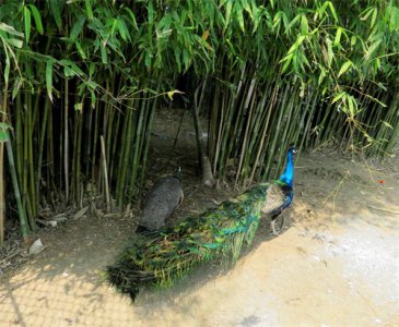 ​蓝孔雀又名印度孔雀，是吉祥、善良、美丽、华贵的象征