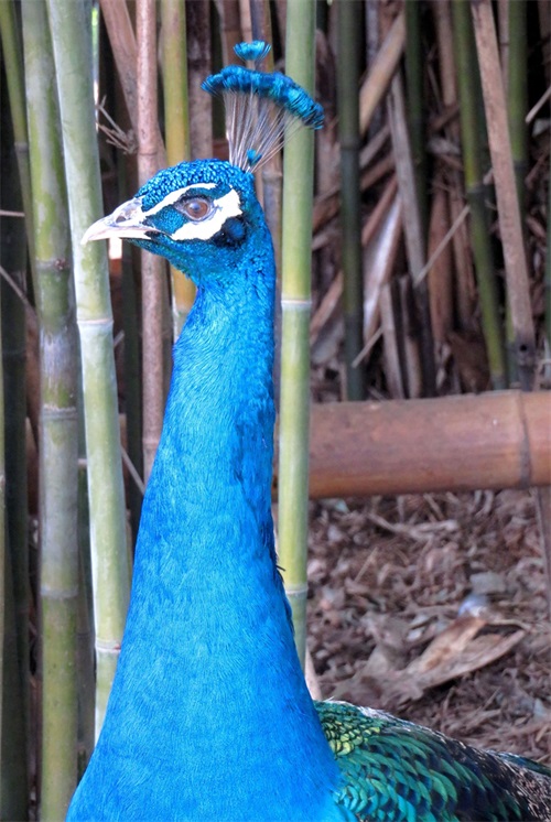蓝孔雀又名印度孔雀,是吉祥、善良、美丽、华贵的象征