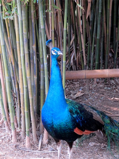 蓝孔雀又名印度孔雀,是吉祥、善良、美丽、华贵的象征
