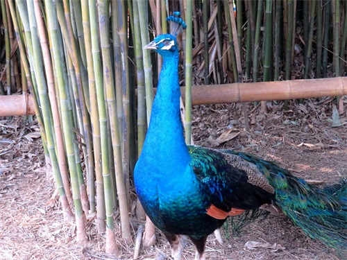 蓝孔雀又名印度孔雀,是吉祥、善良、美丽、华贵的象征