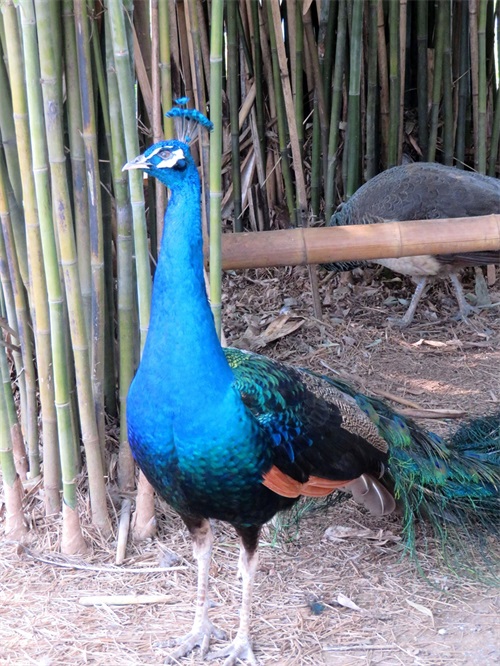 蓝孔雀又名印度孔雀,是吉祥、善良、美丽、华贵的象征