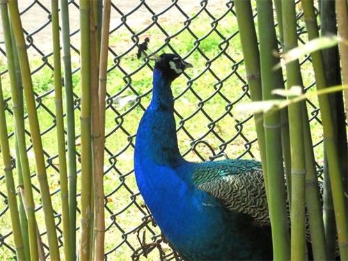 蓝孔雀又名印度孔雀,是吉祥、善良、美丽、华贵的象征