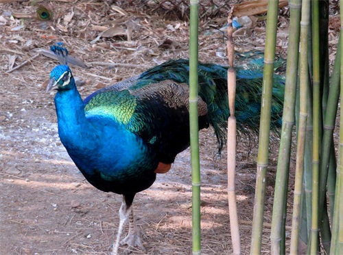 蓝孔雀又名印度孔雀,是吉祥、善良、美丽、华贵的象征