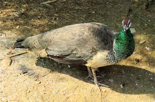 蓝孔雀又名印度孔雀,是吉祥、善良、美丽、华贵的象征