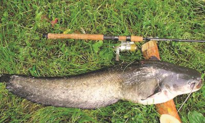 ​你见过会走路会爬树的鱼吗？