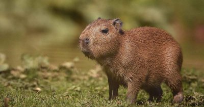 ​为什么水豚在大自然中大受欢迎？连天敌都不愿吃它，答案无法相信