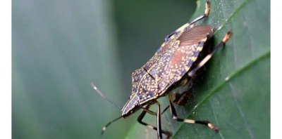 ​会放臭屁的臭大姐，营养价值堪比鹿茸，曾1000元一斤？