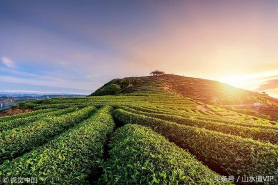 ​斯里兰卡红茶品牌太多无法挑选？看了这篇文章你就算入门了