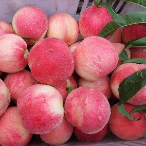 ​买桃子的时候，注意区分油桃，黄桃，蟠桃，水蜜桃，别再买错了