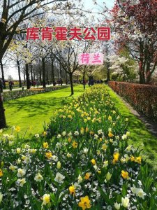 ​花的海洋、郁金香的王国一一库肯霍夫公园