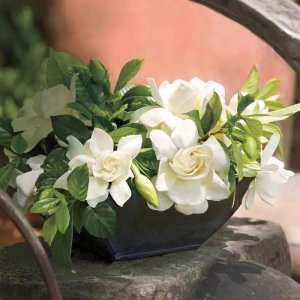 ​栀子花掉花苞怎么补救？弄清楚原因，才能对症下药