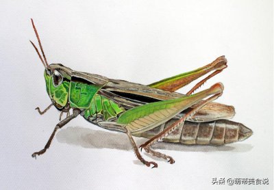 ​千亿蝗虫逼近中国，不怕，教你蚂蚱的做法，让其变成餐桌上的美食