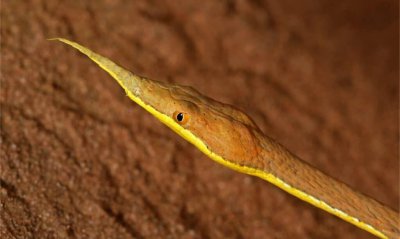 ​盘点9种长有奇怪鼻子的蛇类