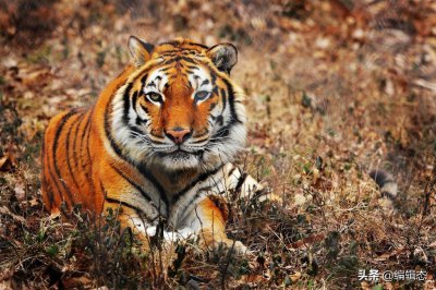 ​什么是功能性灭绝？它的真正含义是什么？