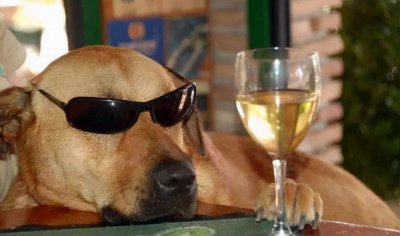 ​搞笑界怎能少了狗子？16张让人忍俊不禁的照片，展示狗狗搞笑实力