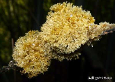 ​俗称“竹燕窝”，是竹子上的天然山珍，营养媲美燕窝，遇到请珍惜