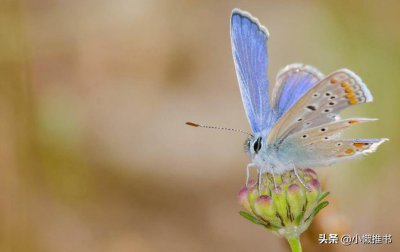 ​21本好看的霸道总裁言情小说推荐