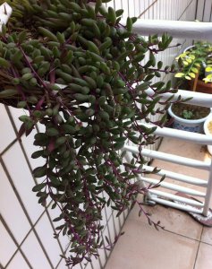 ​多肉紫玄月这样养，生长快，颜色美，爆盆无压力