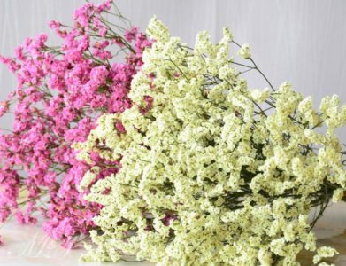 ​水晶草：清香淡雅、永不调谢的水晶草干鲜花，开于春末和夏季