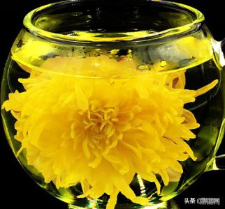 ​金丝皇菊产地哪里好_鼎团网