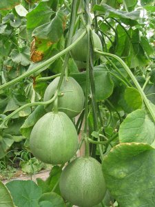 ​农业种植什么前景好、不愁销路？