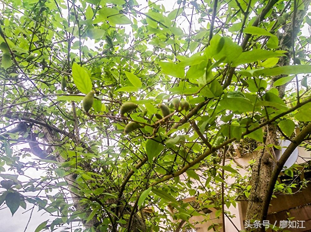 腊梅开花很漂亮,腊梅结得果你见过吗?知道有何用?