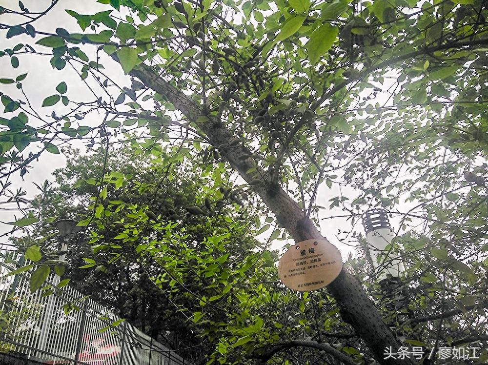 腊梅开花很漂亮,腊梅结得果你见过吗?知道有何用?