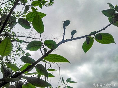 ​腊梅开花很漂亮，腊梅结得果你见过吗？知道有何用？