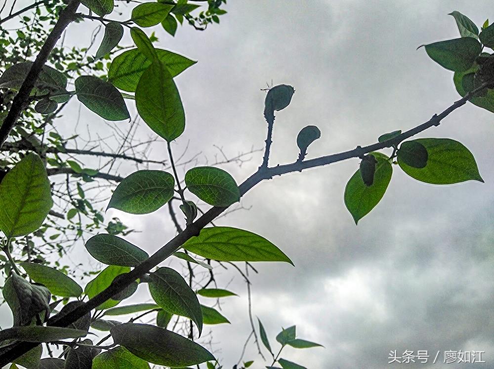 腊梅开花很漂亮,腊梅结得果你见过吗?知道有何用?