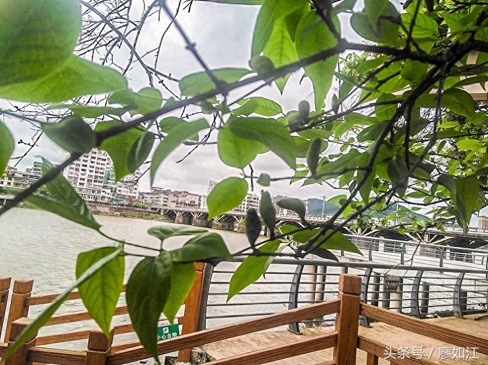 腊梅开花很漂亮,腊梅结得果你见过吗?知道有何用?