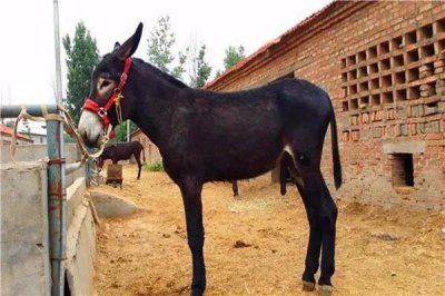 ​一头驴能卖一两万元，为啥农村养驴的那么少呢？四大原因！